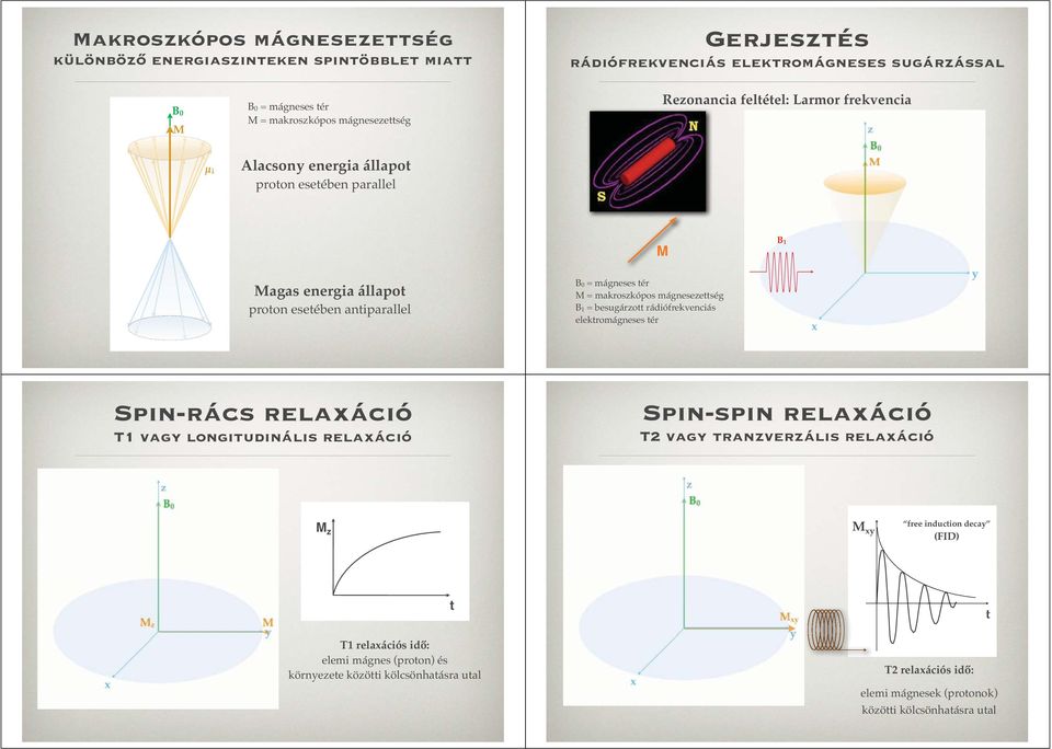 mágnesezettség B 1 = besugárzott rádiófrekvenciás elektromágneses tér Spin-rács relaxáció T1 vagy longitudinális relaxáció Spin-spin relaxáció T2 vagy tranzverzális relaxáció M z M