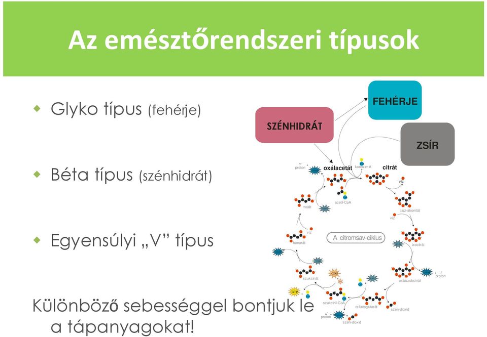 citromsavciklus NAD+ izocitrát FADH FAD szukcinát GDP + Pi CoA + NAD+ oxálszukcinát NADH + + proton Különbözı