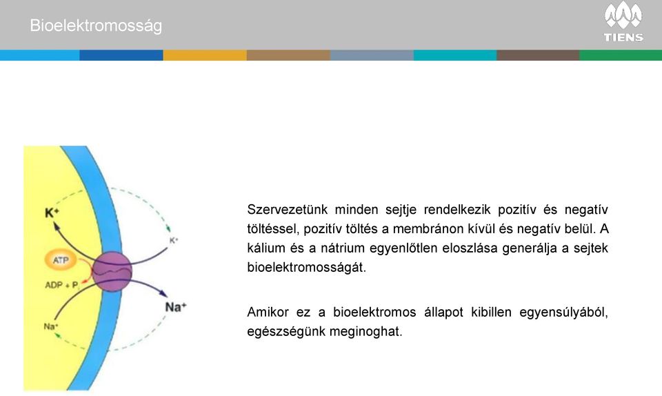 A kálium és a nátrium egyenlőtlen eloszlása generálja a sejtek