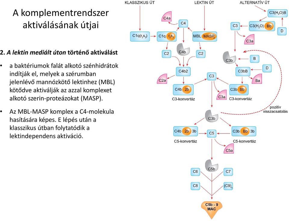 melyek a szérumban jelenlévő mannózkötő lektinhez (MBL) kötődve aktiválják az azzal komplexet