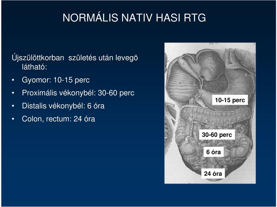 vékonybél: 30-60 perc Distalis vékonybél: 6 óra
