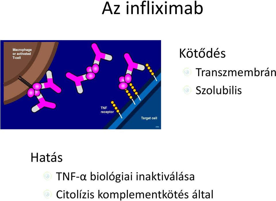 Hatás TNF-α biológiai