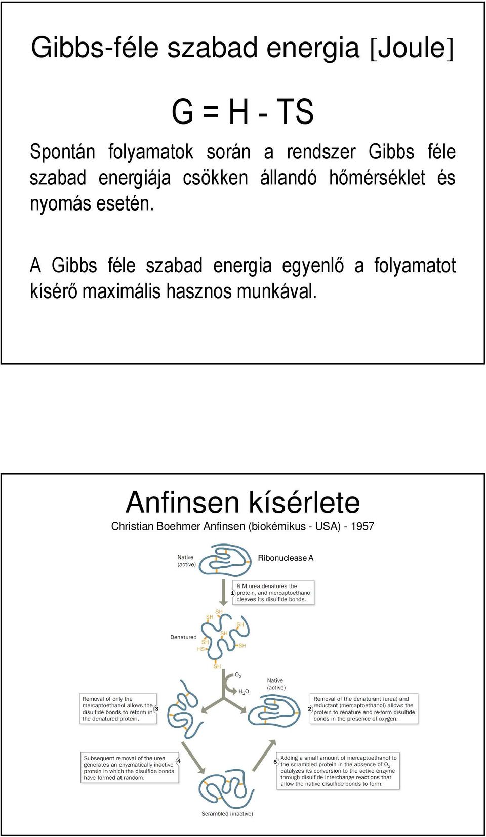 A Gibbs féle szabad energia egyenlő a folyamatot kísérő maximális hasznos