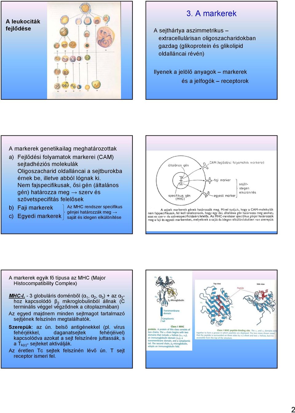 1. Az immunrendszer működése. Sejtfelszíni markerek, antigén receptorok. 2.  Az immunrendszer szervei és a leukociták - PDF Free Download