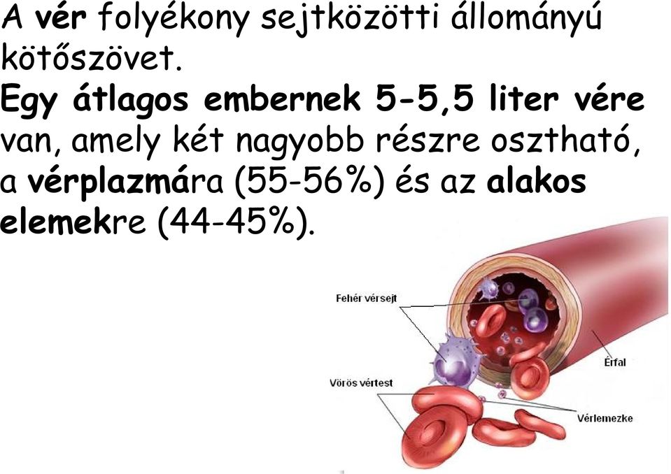 Egy átlagos embernek 5-5,5 liter vére van,