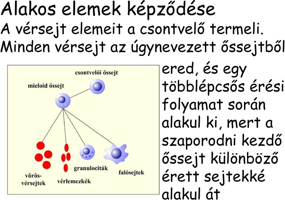 Minden vérsejt az úgynevezett őssejtből ered, és egy