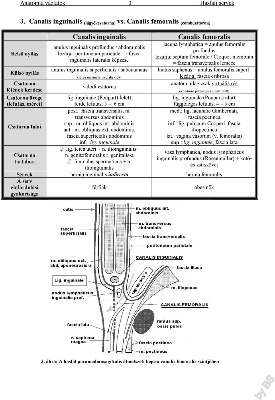 parietale fovea inguinalis lateralis képzése anulus inguinalis superficialis / subcutaneus (fovea inguinalis medialis előtt) valódi csatorna Canalis femoralis lacuna lymphatica = anulus femoralis