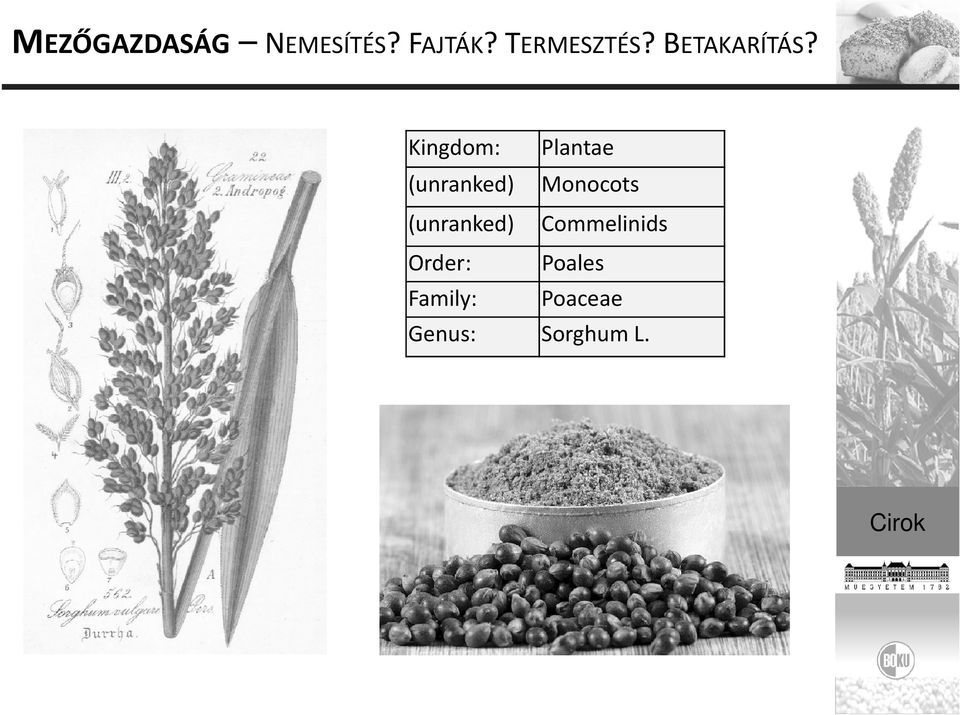 Kingdom: Plantae (unranked) Monocots