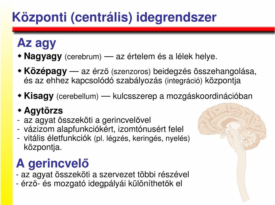 (cerebellum) kulcsszerep a mozgáskoordinációban Agytörzs - az agyat összeköti a gerincvelıvel - vázizom alapfunkciókért,