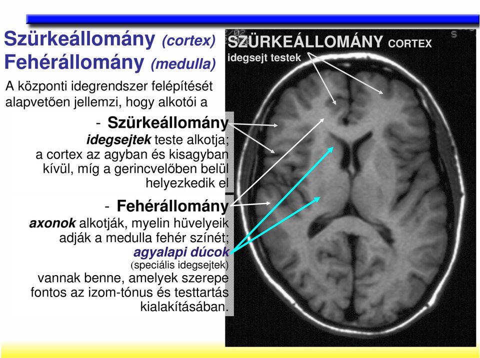 el - Fehérállomány axonok alkotják, myelin hüvelyeik adják a medulla fehér színét; agyalapi dúcok (speciális