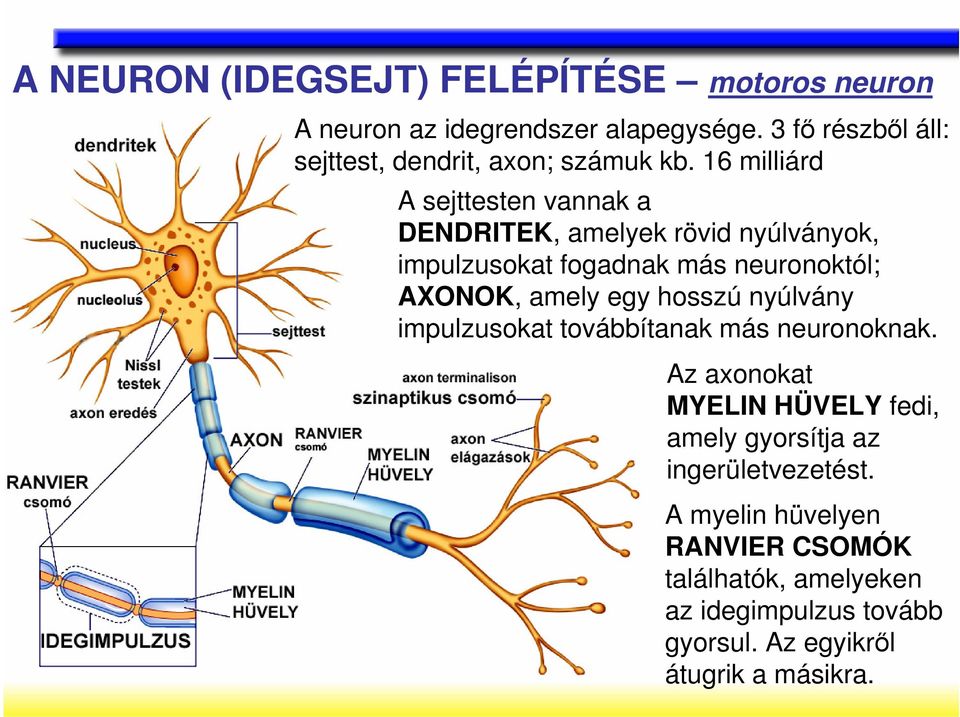 16 milliárd A sejttesten vannak a DENDRITEK, amelyek rövid nyúlványok, impulzusokat fogadnak más neuronoktól; AXONOK, amely egy