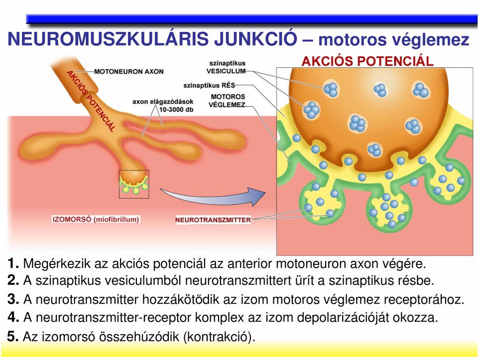 A szinaptikus vesiculumból neurotranszmittert ürít a szinaptikus résbe. 3.