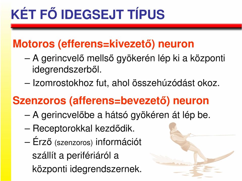 Szenzoros (afferens=bevezetı) neuron A gerincvelıbe a hátsó gyökéren át lép be.