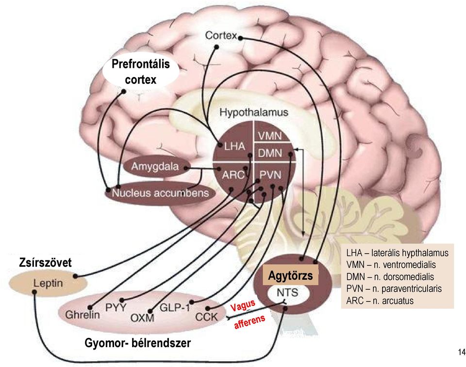 laterális hypthalamus VMN n.
