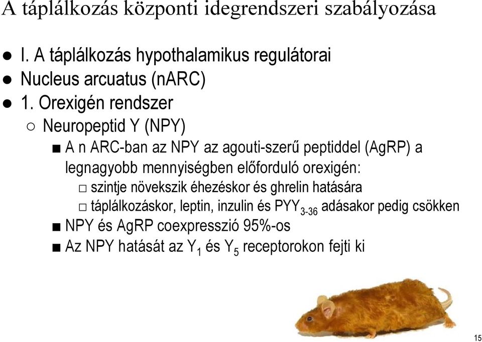 Orexigén rendszer Neuropeptid Y (NPY) A n ARC-ban az NPY az agouti-szerű peptiddel (AgRP) a legnagyobb