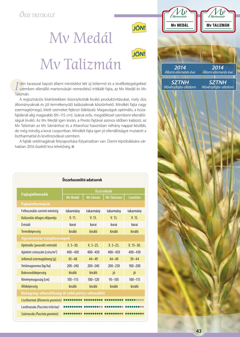 Mindkét fajta nagy ezermagtömegű, kitelt szemeket fejleszt (táblázat). Magasságuk optimális, a búzafajtáknál alig magasabb (95 115 cm). Száruk erős, megdőléssel szembeni ellenállóságuk kiváló.