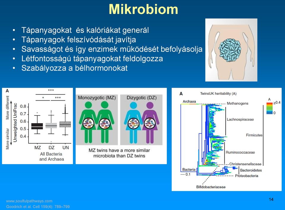 befolyásolja Létfontosságú tápanyagokat feldolgozza Szabályozza