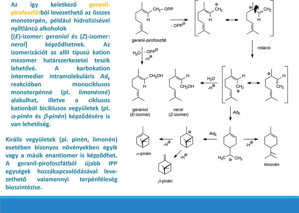 limonénné) alakulhat, illetve a ciklusos kationból biciklusos vegyületek (pl. -pinén és -pinén) képződésére is van lehetőség.