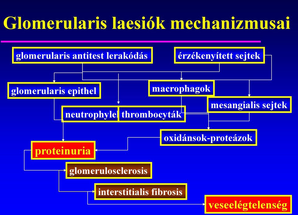 mesangialis sejtek neutrophylekthrombocyták proteinuria