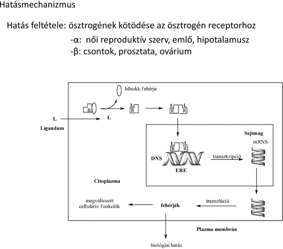 receptorhoz -α: női reproduktív szerv,