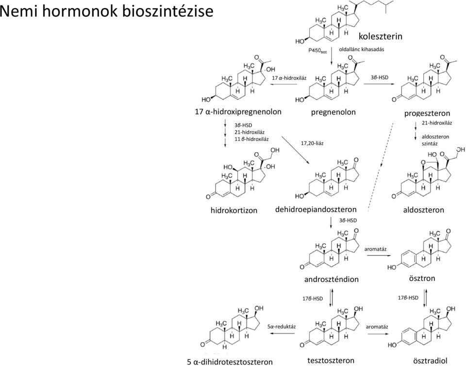 21-hidroxiláz aldoszteron szintáz hidrokortizon dehidroepiandoszteron aldoszteron 3β-SD