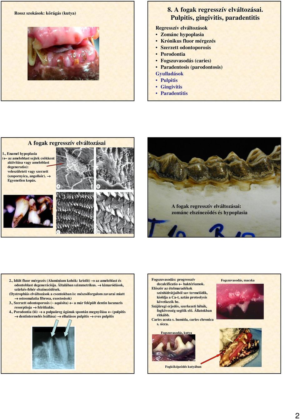 Pulpitis Gingivitis Paradentitis A fogak regresszív v elváltoz ltozásai 1.