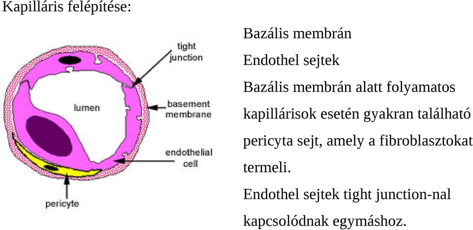 gyakran található pericyta sejt, amely a fibroblasztokat