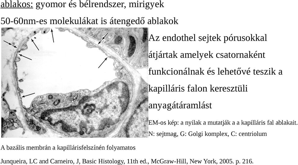 kép: a nyilak a mutatják a a kapilláris fal ablakait.