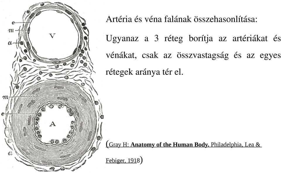 összvastagság és az egyes rétegek aránya tér el.