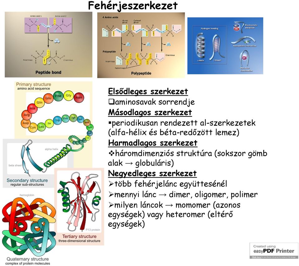 struktúra (sokszor gömb alak globuláris) Negyedleges szerkezet több fehérjelánc együttesénél