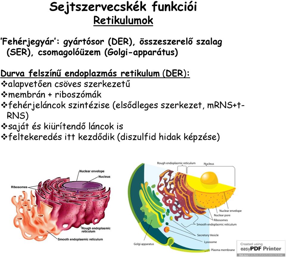 alapvetően csöves szerkezetű membrán + riboszómák fehérjeláncok szintézise (elsődleges