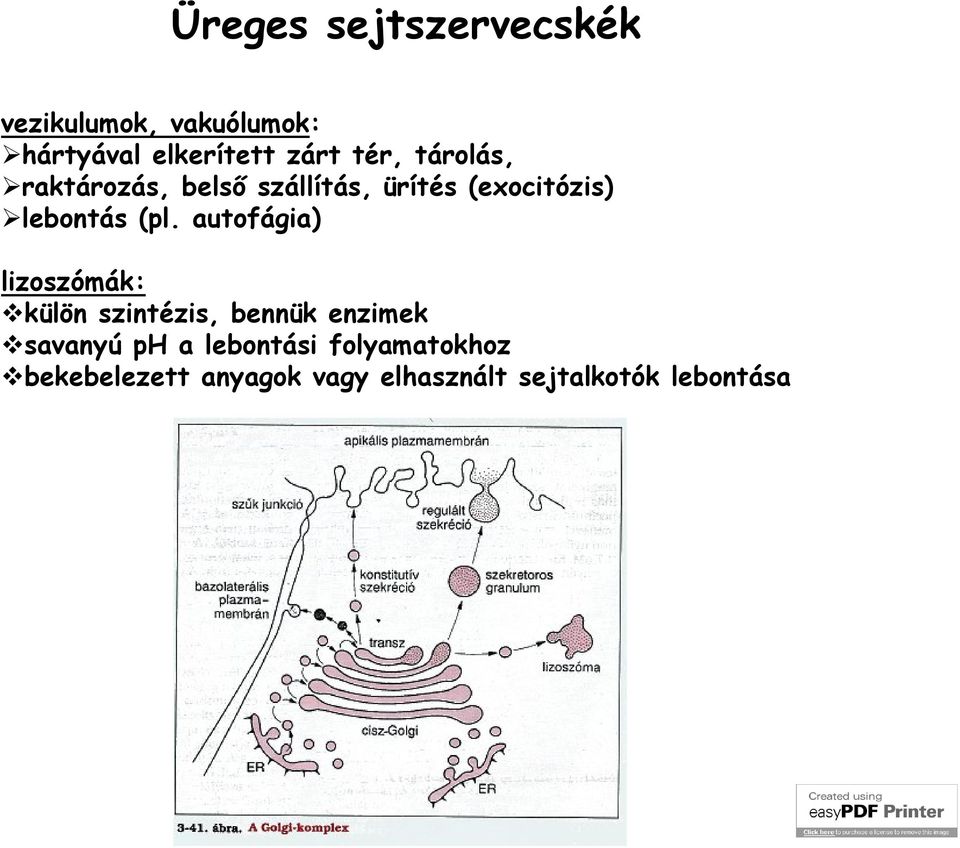 autofágia) lizoszómák: külön szintézis, bennük enzimek savanyú ph a