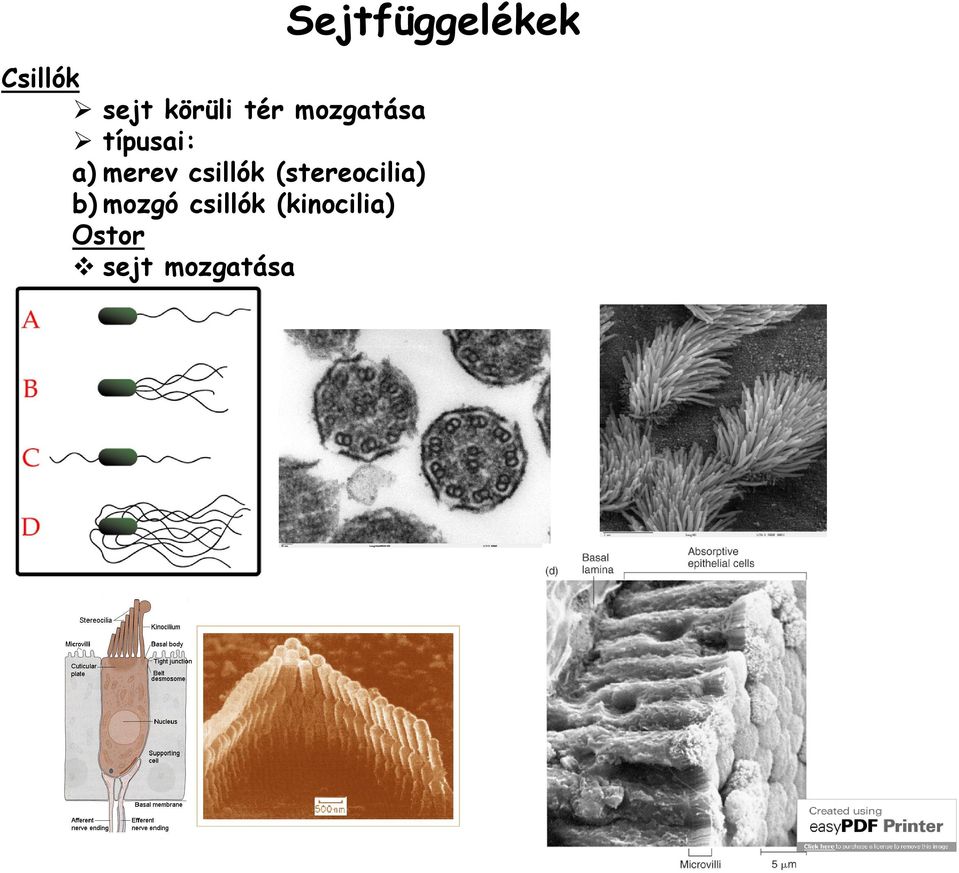 (stereocilia) b) mozgó csillók