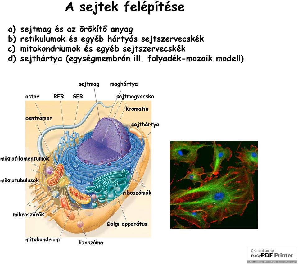 folyadék-mozaik modell) ostor RER SER centromer sejtmag maghártya sejtmagvacska kromatin