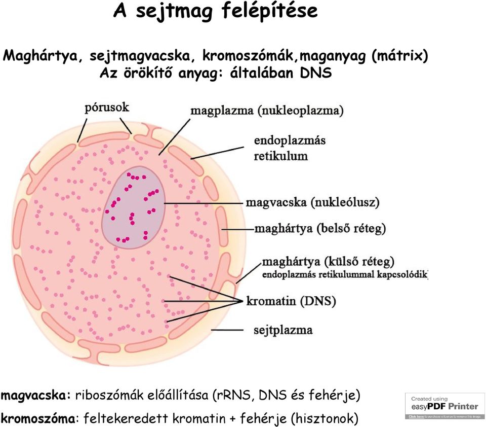 általában DNS magvacska: riboszómák előállítása (rrns,