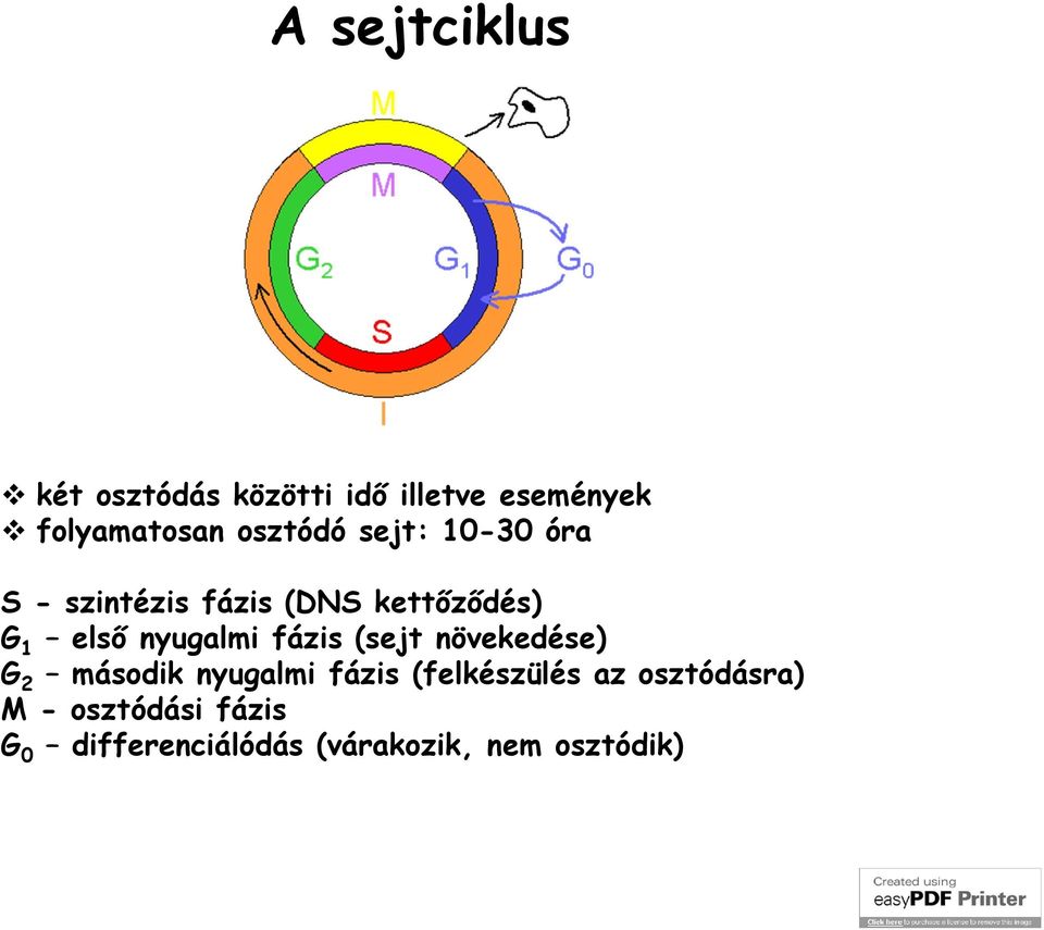 nyugalmi fázis (sejt növekedése) G 2 második nyugalmi fázis (felkészülés