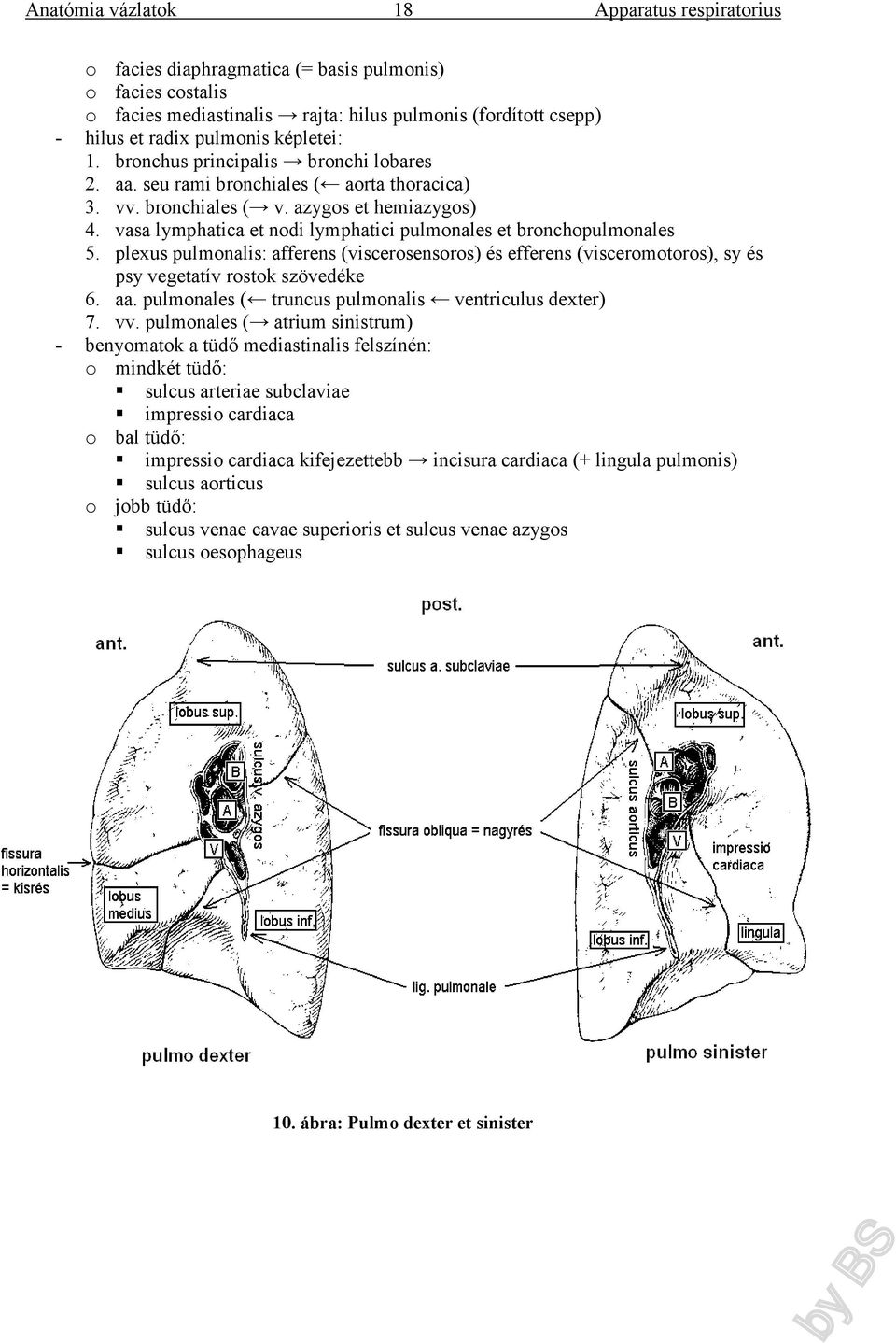 vasa lymphatica et nodi lymphatici pulmonales et bronchopulmonales 5. plexus pulmonalis: afferens (viscerosensoros) és efferens (visceromotoros), sy és psy vegetatív rostok szövedéke 6. aa.