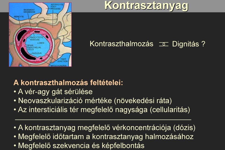 (növekedési ráta) Az intersticiális tér megfelelő nagysága (cellularitás) A