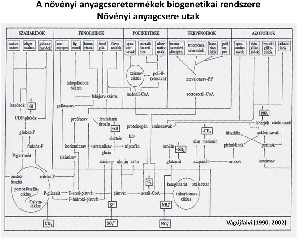 biogenetikai rendszere