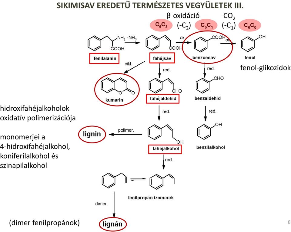 hidroxifahéjalkoholok oxidatív polimerizációja monomerjei a