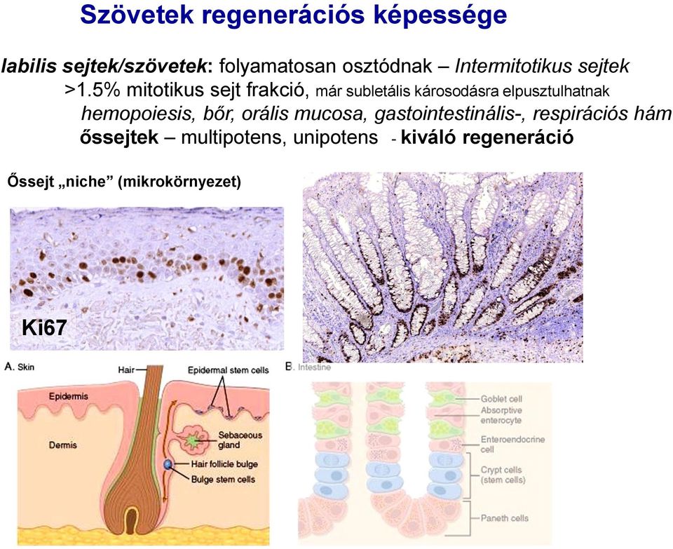5% mitotikus sejt frakció, már subletális károsodásra elpusztulhatnak hemopoiesis,