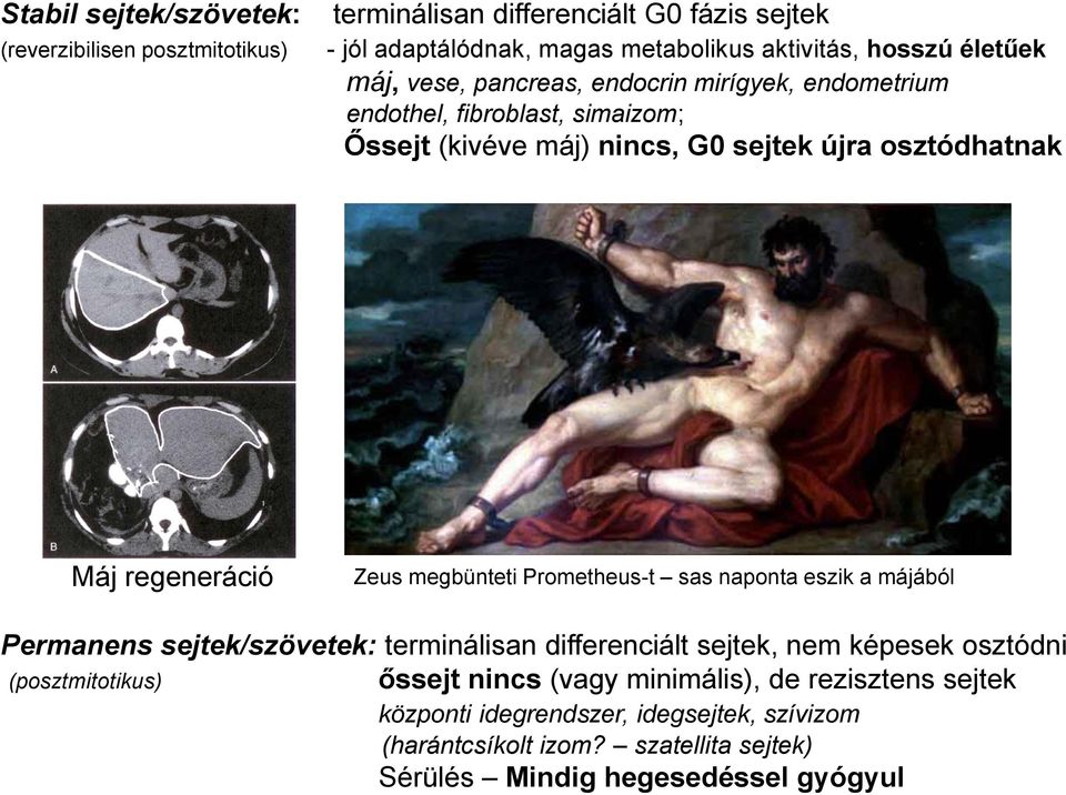 Szöveti Regeneráció, Gyógyulás Fibrózissal Krenács Tibor - PDF Free Download