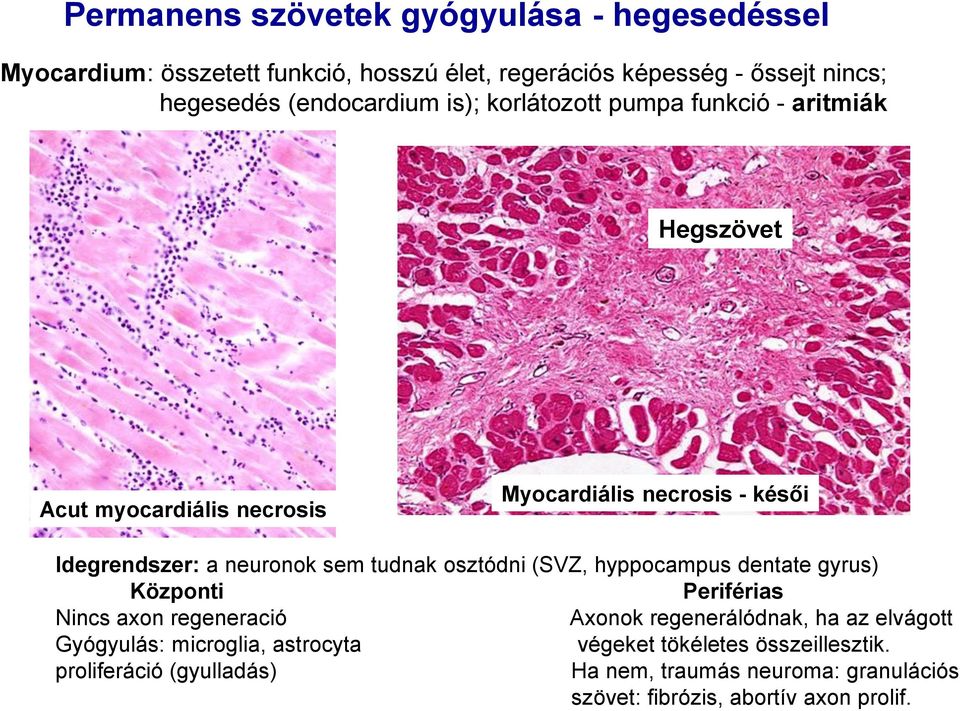 neuronok sem tudnak osztódni (SVZ, hyppocampus dentate gyrus) Központi Periférias Nincs axon regeneració Axonok regenerálódnak, ha az elvágott