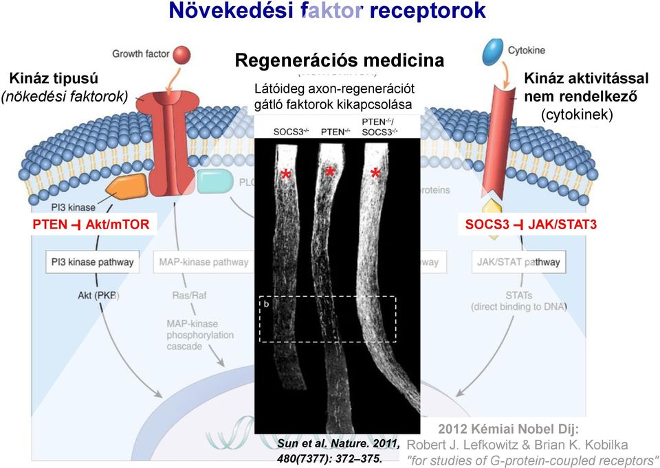 rendelkező (cytokinek) PTEN Akt/mTOR SOCS3 JAK/STAT3 Sun et al. Nature. 2011, 480(7377): 372 375.