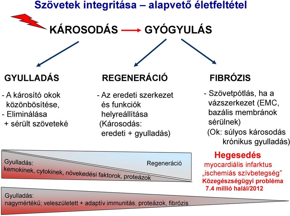 nagymértékű; veleszületett + adaptív immunitás, proteázok, fibrózis FIBRÓZIS - Szövetpótlás, ha a vázszerkezet (EMC, bazális membránok