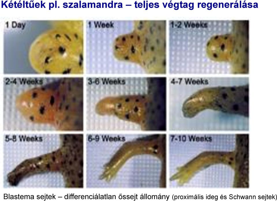 regenerálása Blastema sejtek