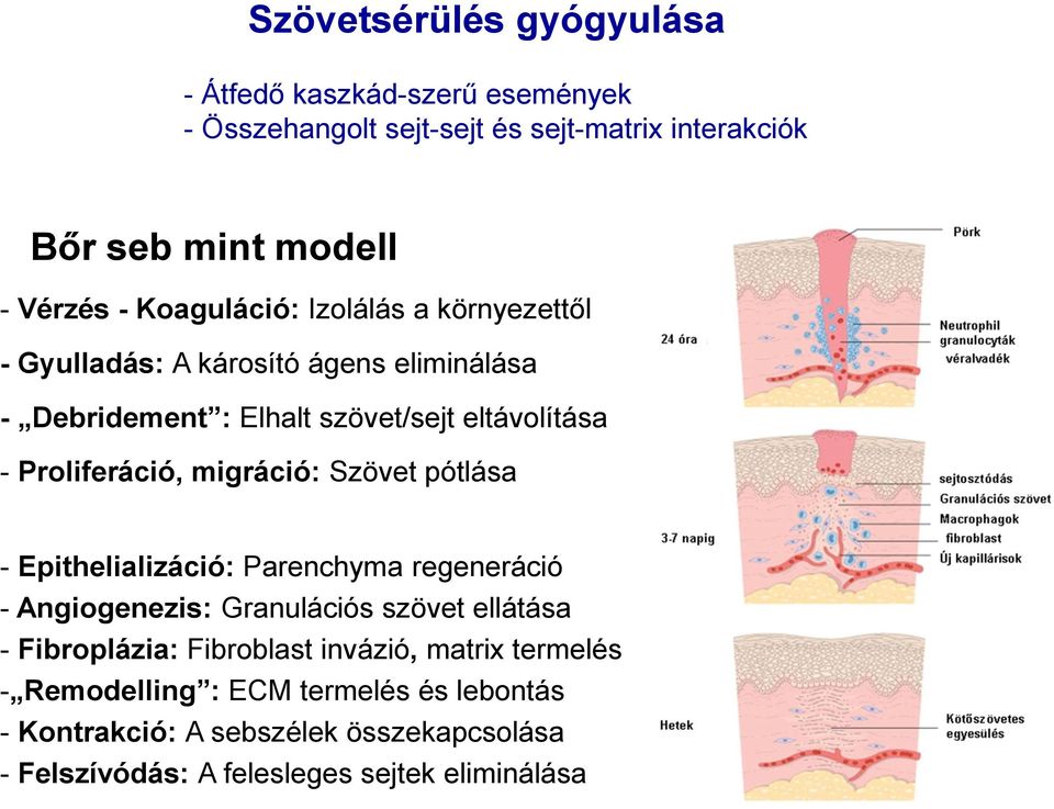 migráció: Szövet pótlása - Epithelializáció: Parenchyma regeneráció - Angiogenezis: Granulációs szövet ellátása - Fibroplázia: Fibroblast