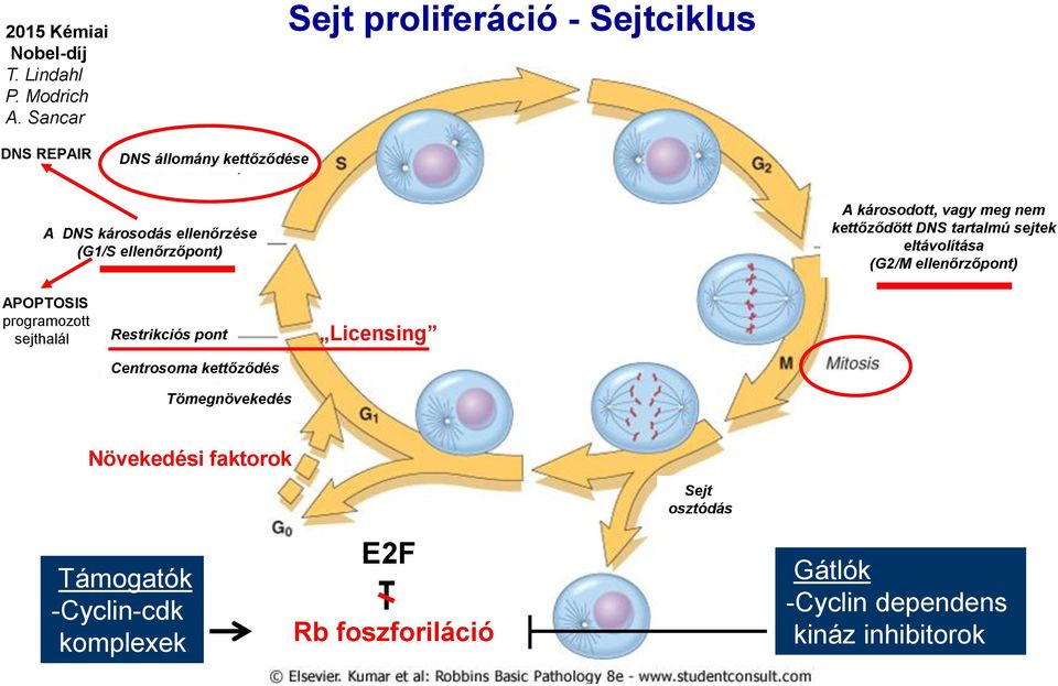 károsodott, vagy meg nem kettőződött DNS tartalmú sejtek eltávolítása (G2/M ellenőrzőpont) APOPTOSIS programozott sejthalál