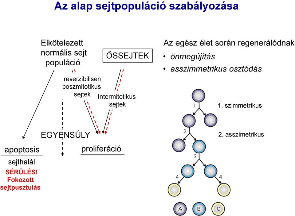 élet során regenerálódnak önmegújítás asszimmetrikus osztódás 1.