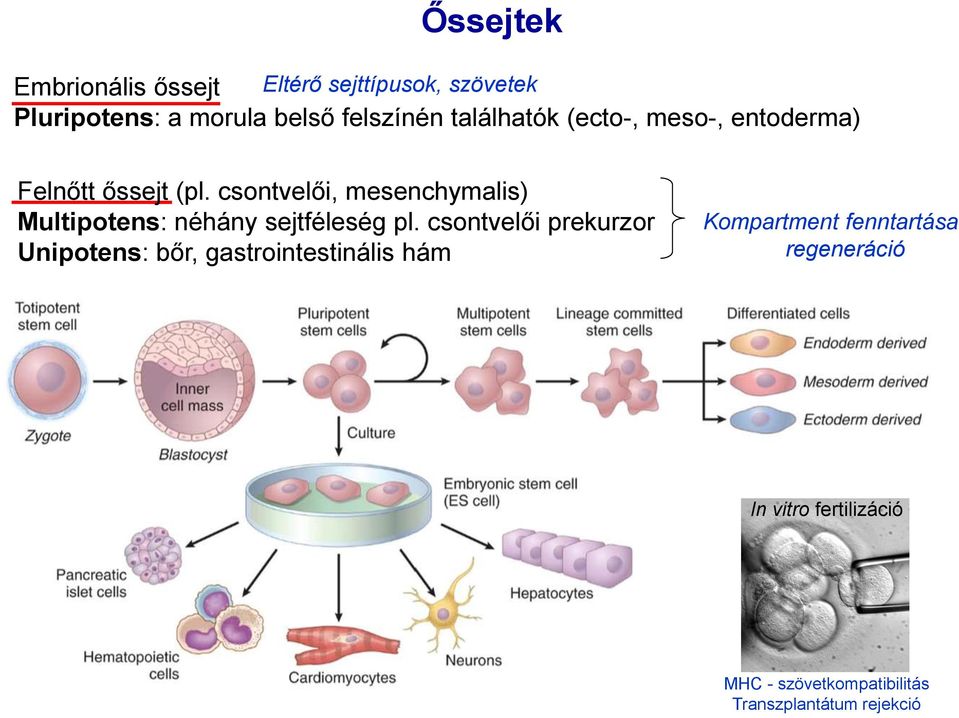 csontvelői, mesenchymalis) Multipotens: néhány sejtféleség pl.